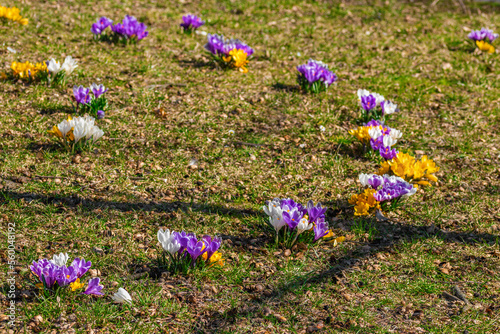 Spring crocuses bloom in the Park. Fresh beautiful purple and yellow crocuses, selective focus.