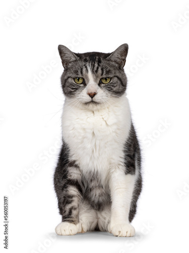 Sweet elderly house cat, sitting up facing front. Looking away from camera. Isolated on a white background.