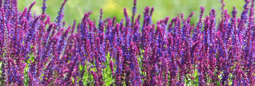 Purple field of Woodland sage flowers  panoramic view  