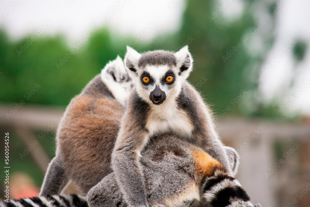 Obraz premium funny lemur looks at nature in summer