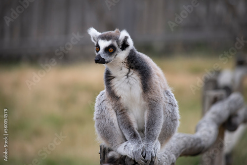 funny lemur looks at nature in summer