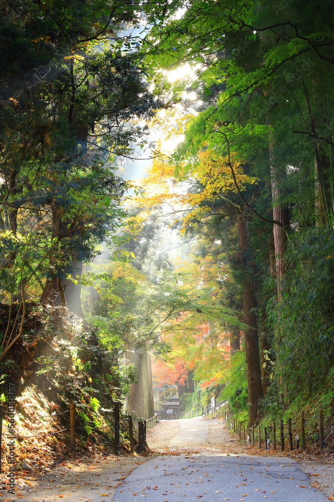 Fototapeta premium 世界遺産 岩手県平泉町 秋の中尊寺