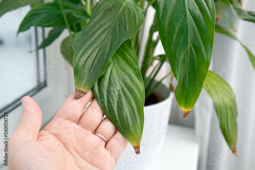 Person hand show houseplant leaf tips turning brown on Spathiphyllum commonly known as spath or peace lilies. Causes can be over watering, temperature extremes, under watering or overfertilizing. photo