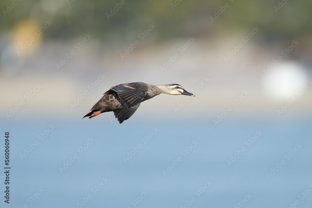eurasian spot billed duck in flight eurasian spot billed duck in flight