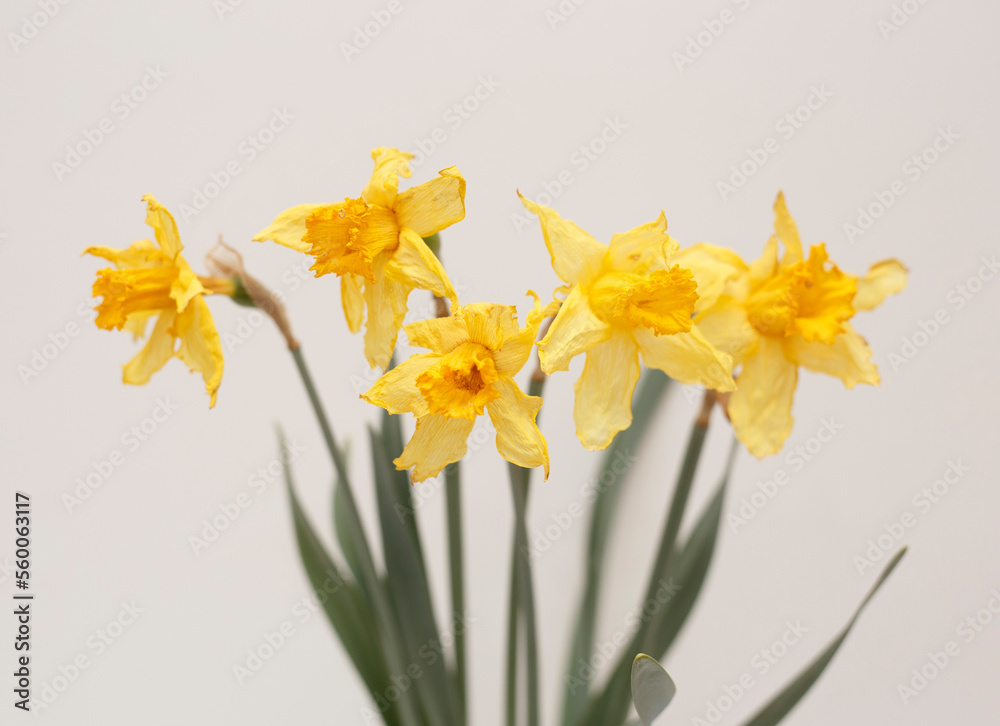 wilted yellow daffodils wilted yellow daffodils