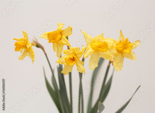 wilted yellow daffodils