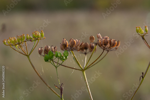 Macro photography of the wild fennel flower in Menorca. Foeniculum vulgare. Mediterranean flower. Abstract Photo of nature