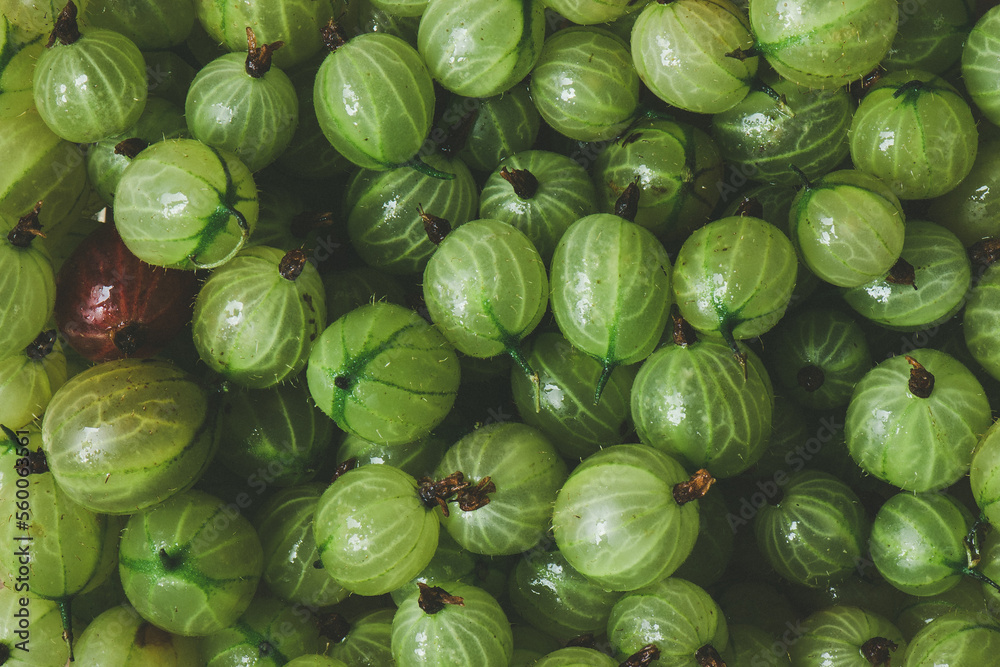 Gooseberry texture, a crop of ripe gooseberries. Fresh gooseberries dark background. Gooseberry texture, a crop of ripe gooseberries. Fresh gooseberries dark background.