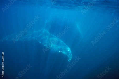 The fluke of a Humpback whale underwter in the Gulf of Maine, Maine. photo