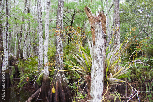 A rare orchid in a grove of bald cypress (Taxodium distichum) in Everglades National Park, Florida. photo