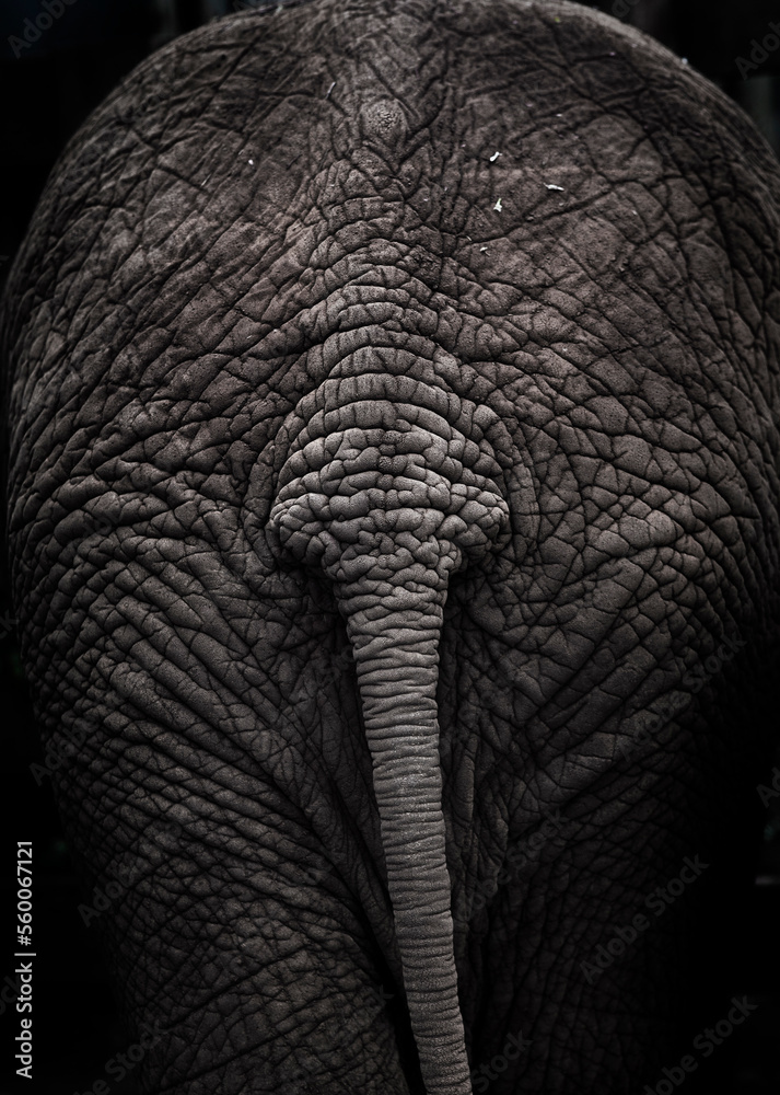 Elephant tail. Elephant tail.
