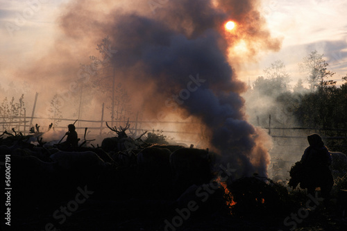 Smoke to keep mosquitoes away from reindeer, Siberia, Russia. photo