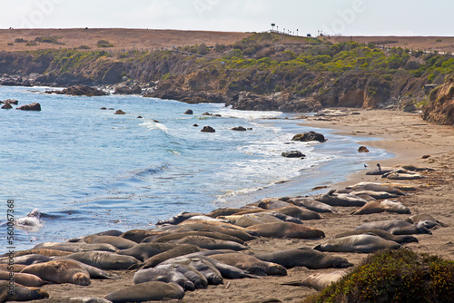 Elephant seals at Point Piedras Blancas, near San Simeon, California. photo