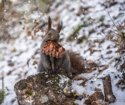  squirrel in winter forest with cedar cone