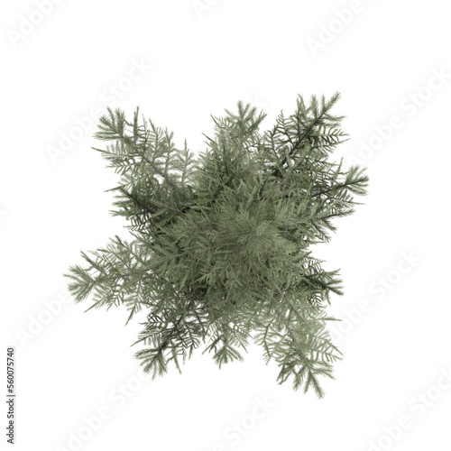 top down view Spruce Siberian isolated on white  3d rendering of Spruce Siberian tree PNG transparent  suitable for archiviz visualization  architecture