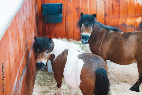 Cute little brown ponies staring straight into the camera from their stable