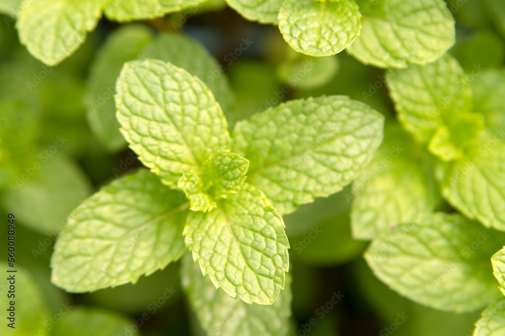 Spearmint, or Mentha spicata in the garden Spearmint, or Mentha spicata in the garden