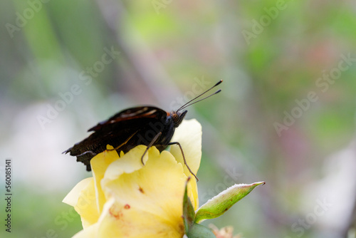 butterfly in profile on rose flower