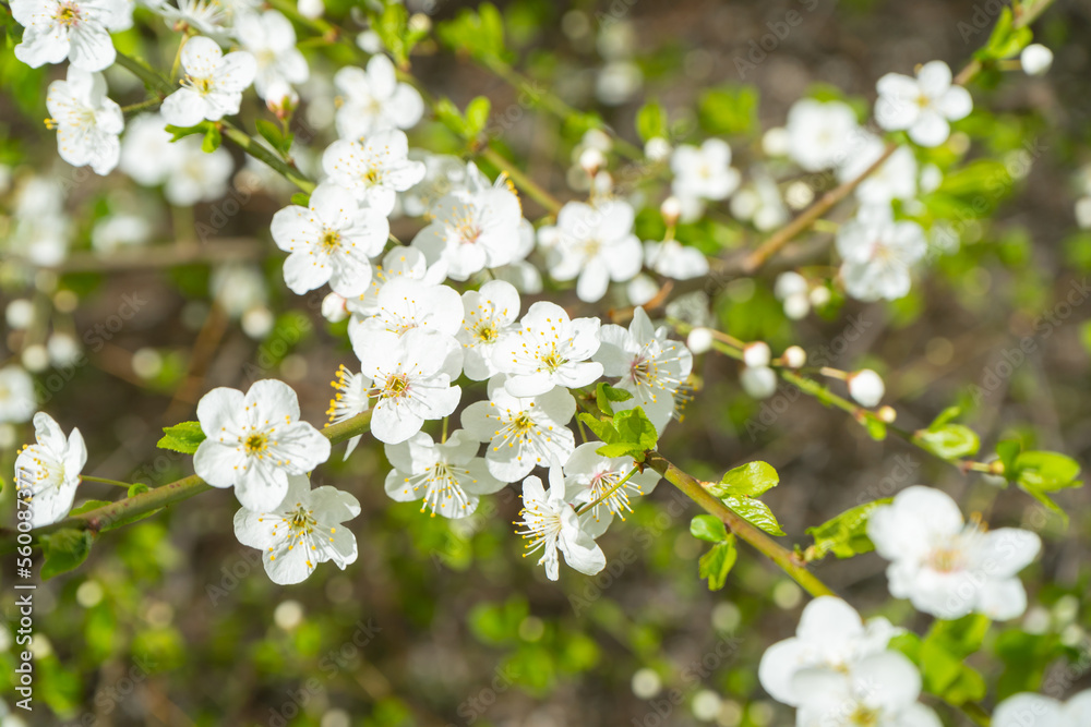 Obraz premium Cherry branch. Cherry blossoms in spring. Springtime