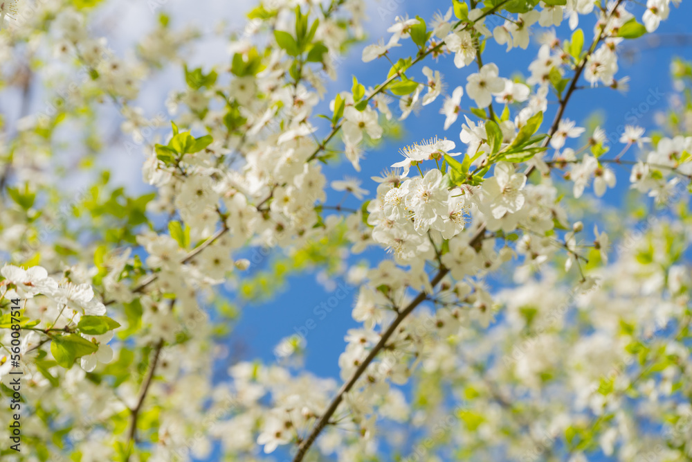 Cherry branch. Cherry blossoms in spring. Springtime