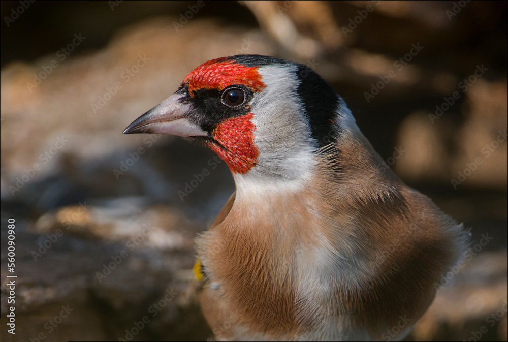 Portrait of European goldfinch (Carduelis carduelis), colorful plumage. Italy