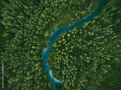 Aerial view of green grass forest with tall pine trees and blue bendy river flowing through the forest