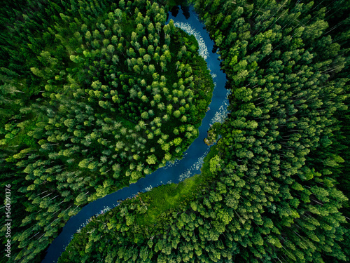 Obraz na płótnie Aerial view of green grass forest with tall pine trees and blue bendy river flow