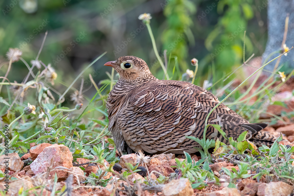 Painted sandgrouse or Pterocles indicus observed in Hampi, India Painted sandgrouse or Pterocles indicus observed in Hampi, India
