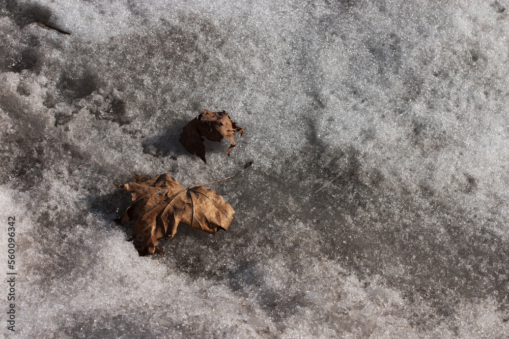 last year's maple leaves on melting snow