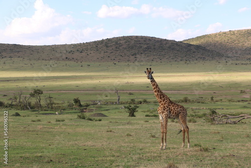 giraffe grazing in a savannah in the masai mara national park in the morning sun