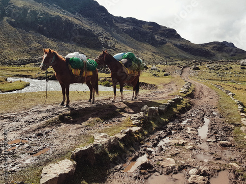 horses taking a break from transporting cargo down the montain trail on a sunny day