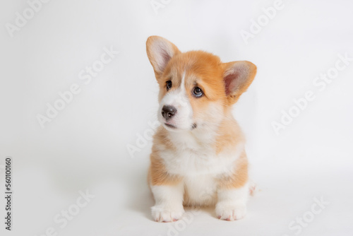 welsh corgi puppy is isolated on a white background