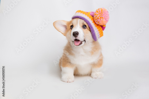 Fototapeta Naklejka Na Ścianę i Meble -  a Welsh corgi puppy in a knitted hat sits on a white background