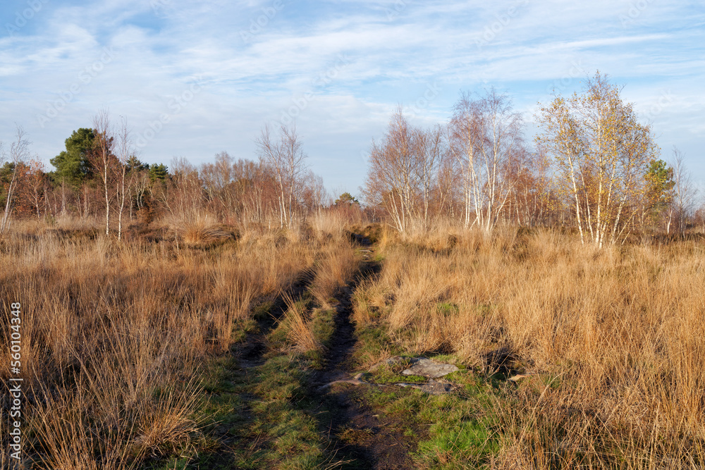 Coquibus heathland in Fontainebleau forest Coquibus heathland in Fontainebleau forest