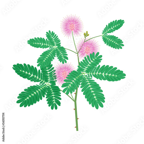 Vector illustration of sensitive plant or Mimosa pudica, isolated on white background.