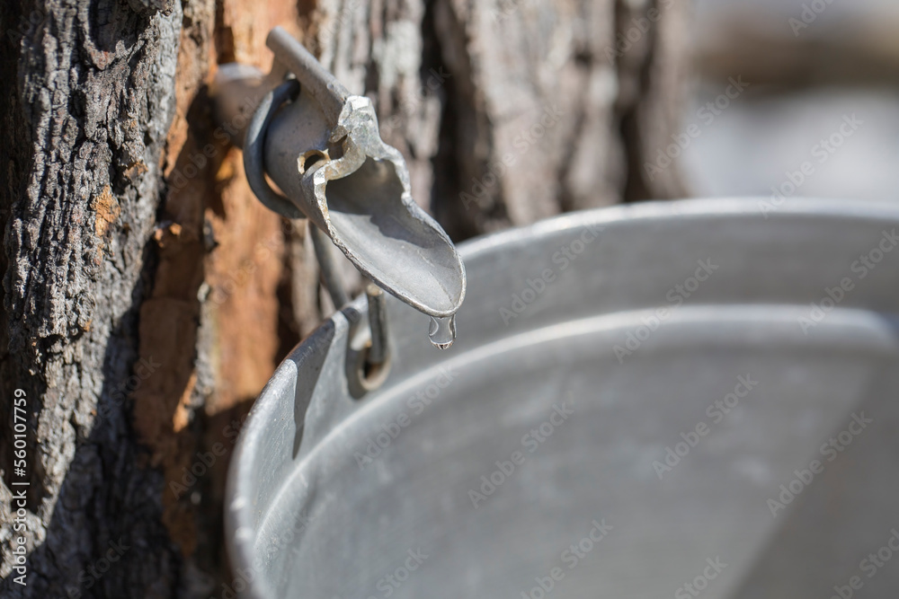 Maple sap dripping into sap bucket attached to a maple tree during