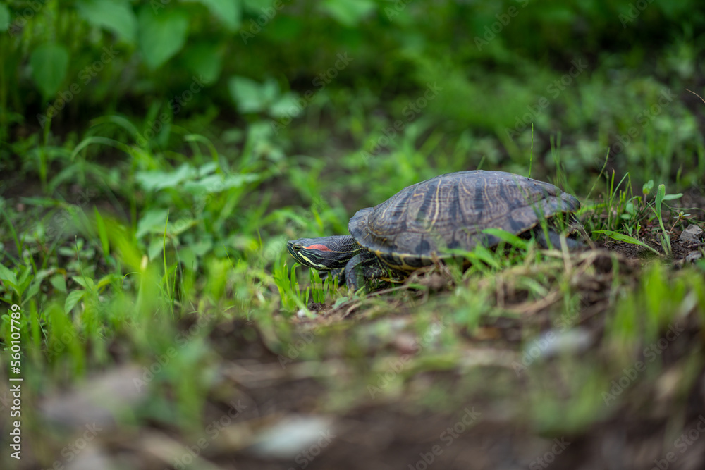 Fototapeta premium 坂を下る亀