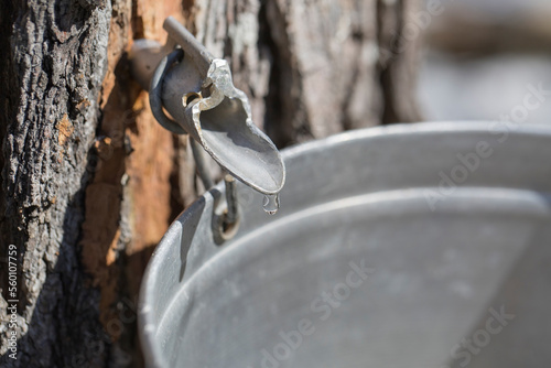 Maple sap dripping into sap bucket attached to a maple tree during maple sugaring season. Maple tapping. 