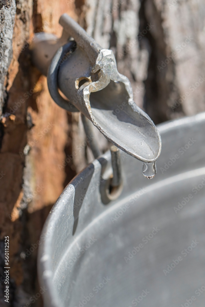 Maple sap dripping into an aluminium sap bucket attached to a maple