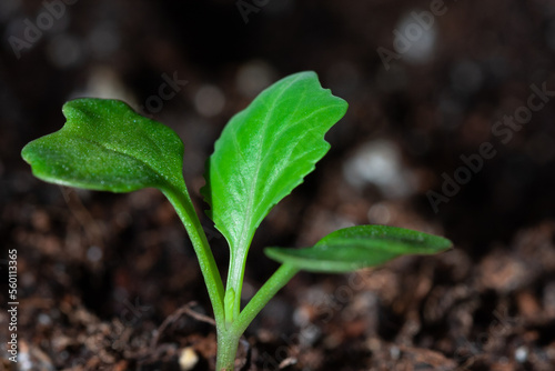 Seedlings of white cabbage, planted in separate containers