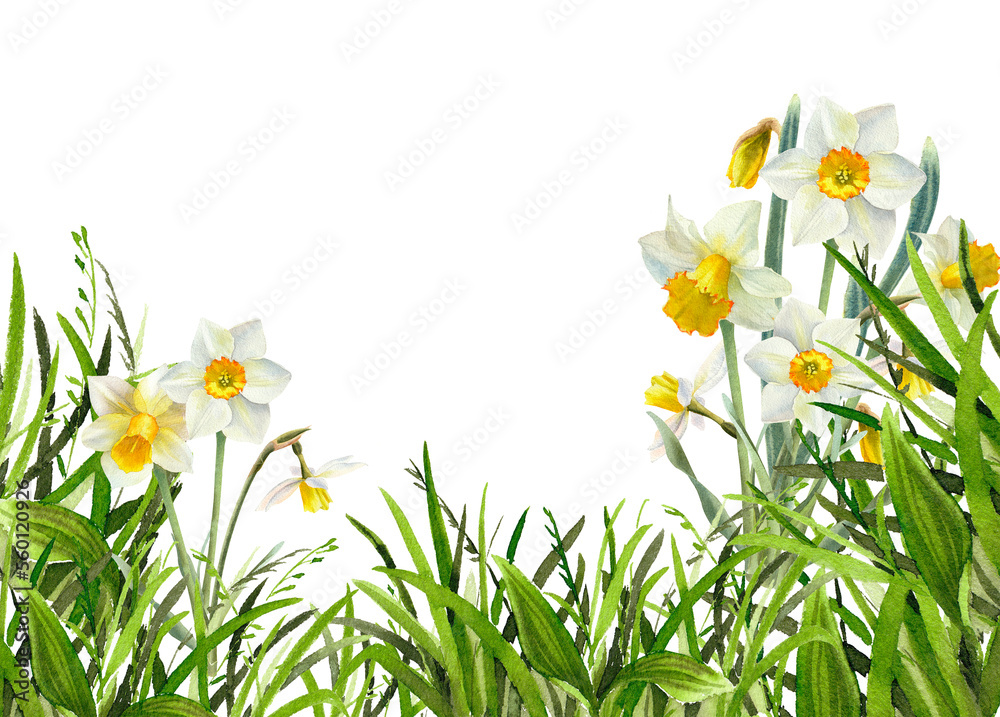 Fototapeta premium Narcissus flowers watercolor illustration. Spring Daffodils with green grass floral frame, background