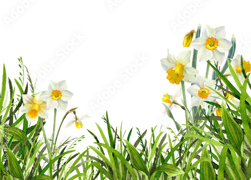 Fototapeta Naklejka Na Ścianę i Meble -  Narcissus flowers watercolor illustration. Spring Daffodils with green grass floral frame, background