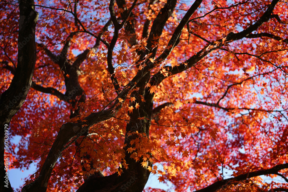 紅葉