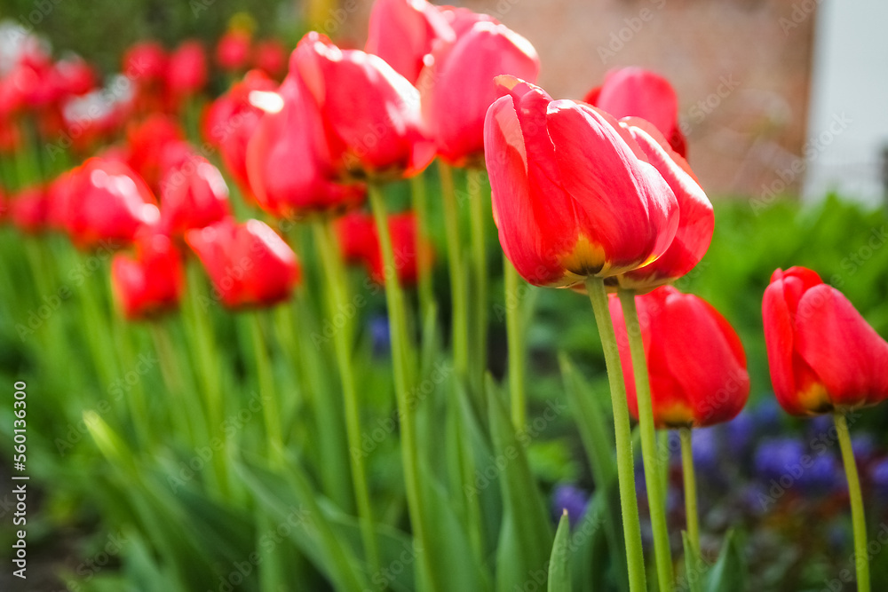 A Tulips on nature in park background