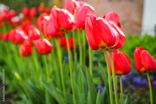 A Tulips on nature in park background