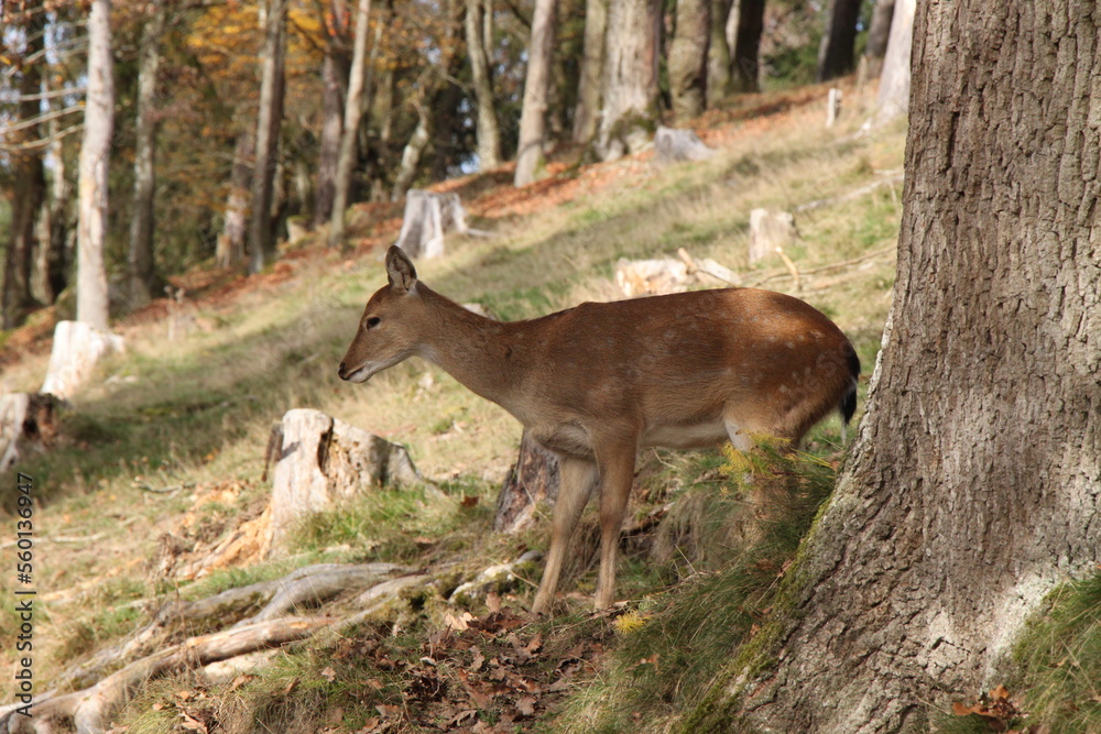 young deer in the middle of the forest