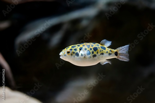 Green pufferfish or speckled pufferfish (Dichotomyctere nigroviridis) swimming with a dark background photo