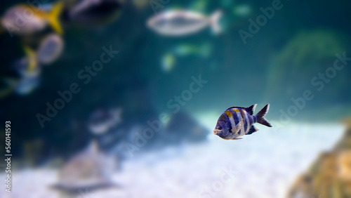 Abudefduf troschelii, Pacific sergeant major or Panama sergeant major, marine fish swimming near the reef among other fish photo