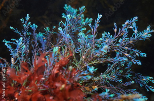 Rainbow wrack alga Cystoseira tamariscifolia, underwater in the Atlantic ocean, Spain photo