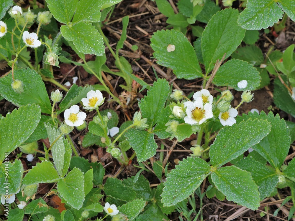 Obraz premium garden strawberry flowers among fresh green leaves, flowering and pollination of strawberries in the garden bed, bushes of berries in bloom in the spring season